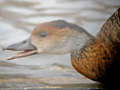 West Indian Whistling Duck